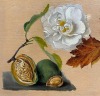 Attributed to Anna Maria van Veeren (Dutch, 1806-1890) - 4