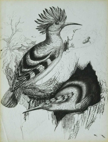 Circle of Edward Lear (British, 1812-1888)