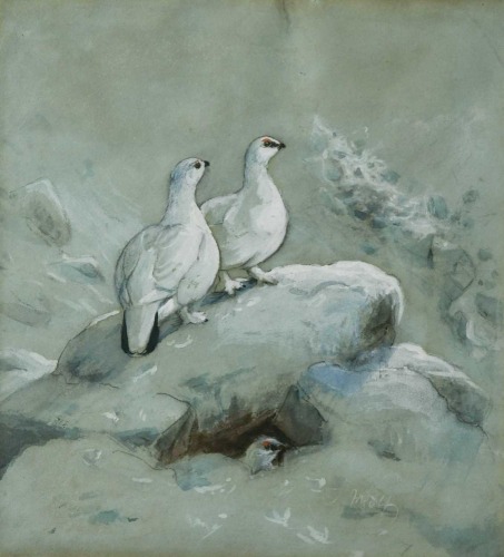 Joseph Wolf (German, 1820-1899)