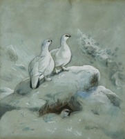 Joseph Wolf (German, 1820-1899)