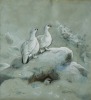 Joseph Wolf (German, 1820-1899)