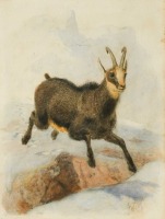 Joseph Wolf (German, 1820-1899)