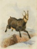 Joseph Wolf (German, 1820-1899)